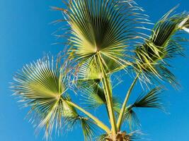 ein Palme Baum mit Blätter gegen ein Blau Himmel foto