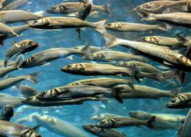 ein groß Gruppe von Fisch Schwimmen im ein Aquarium foto