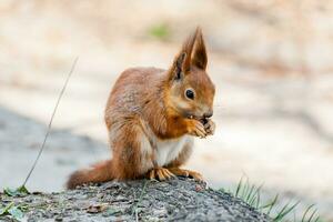 Eichhörnchen sitzt auf einem Baum foto