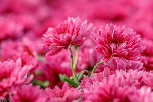 mehrfarbig Blume Betten von schön Chrysanthemen foto