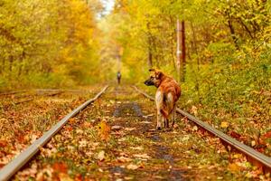 Herbst Wald durch welche ein alt Straßenbahn Fahrten Ukraine und rot Hund foto