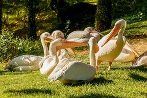 schön Pelikane Vögel auf Gras foto