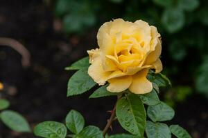 Sommer blühende Rosen Blumen mit Regentropfen foto