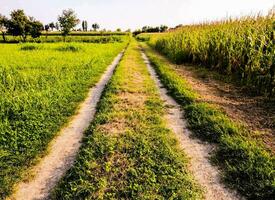 ein Schmutz Straße im das Mitte von ein Feld foto