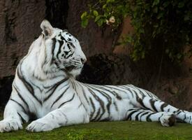 ein Weiß Tiger ist Verlegung auf das Gras foto