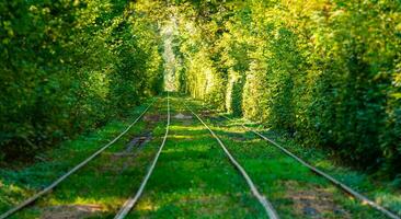 straßenbahn- und straßenbahnschienen im bunten wald foto