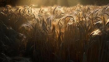 golden Weizen Feld leuchtet im Sonnenuntergang Licht generiert durch ai foto