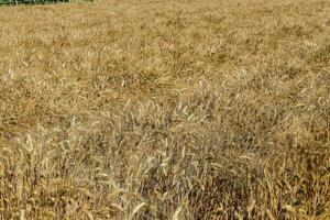 ein Feld von Weizen foto