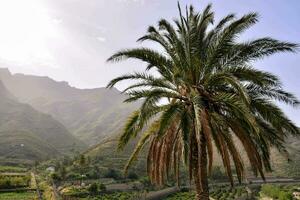 Landschaft mit ein Palme Baum foto