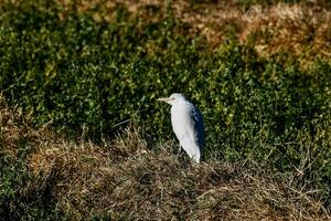 ein Weiß Vogel foto