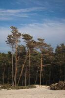 Baltikum Meer Landschaft foto