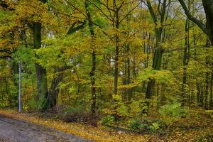 golden Herbst Landschaft voll von gefallen Blätter im das Park foto