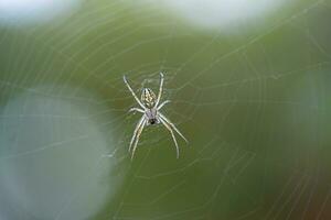 grau und braun Spinne auf ein Grün Hintergrund. Makro Foto von ein Spinne auf ein Netz.