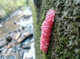 Foto von Schnecke Eier im das Rinne