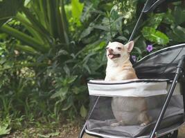 braun kurz Haar Chihuahua Hund Stehen im Haustier Kinderwagen im das Garten. lächelnd glücklich. foto