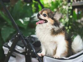 lange Haar Chihuahua Hund Stehen im Haustier Kinderwagen im das Garten. lächelnd glücklich. foto