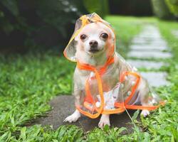 braun kurz Haar Chihuahua Hund tragen Regen Mantel Kapuze Sitzung im das Garten. foto