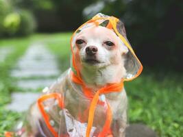 braun kurz Haar Chihuahua Hund tragen Regen Mantel Kapuze Sitzung im das Garten. foto
