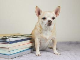 Rowe kurz Haar Chihuahua Hund Sitzung mit Stapel von Bücher auf grau Decke und Weiß Hintergrund. foto