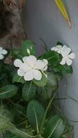 vinca Weiß Rosea. Catharanthus Roseus Madagaskar Immergrün Weiß Blume. foto