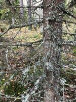 Fichte, niedriger Geäst bedeckt mit Schwefel Flechte, Herbst Wald foto