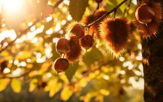 Nahansicht von frisch Kastanien auf beschwingt Herbst Wald. ai generativ foto