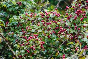 rote Beeren des Crataegus-Baumes foto