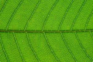 grüne Blätter Textur und Blattfaser, Hintergrund durch grünes Blatt. foto