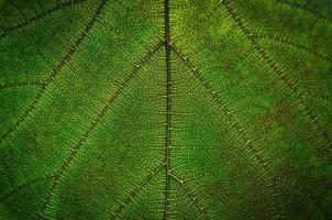 grüne Blätter Textur und Blattfaser, Tapete nach Detail des grünen Blattes foto