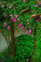 Garten von Rose, Loire, Frankreich foto