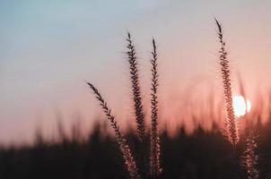 Grasblume im Garten mit Morgenlicht, Konzept des Wachsens des Lebens. foto