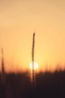 Grasblume im Garten mit Morgenlicht, Konzept des Wachsens des Lebens. foto