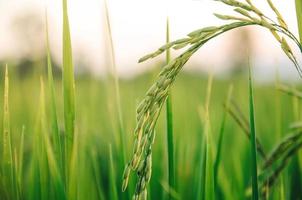 Paddy-Reis und Reissamen in Farm, Bio-Reisfeld und Landwirtschaft. foto