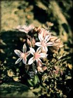 blumenblüte nahaufnahme natur hintergrund drucke foto