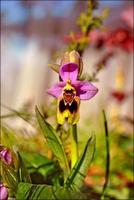 blumenblüte nahaufnahme natur hintergrund drucke foto