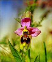 blumenblüte nahaufnahme natur hintergrund drucke foto