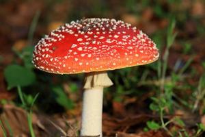 Fliegenpilz Amanita Muscaria Amanitaceae Familie psychedelische Reise hoch foto