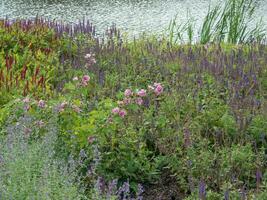 Blumen beim das Stadt von papenburg foto