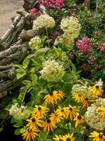 Blumen beim das Stadt von papenburg foto