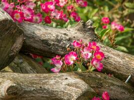 Blumen beim das Stadt von papenburg foto