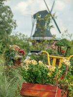 Blumen beim das Stadt von papenburg foto