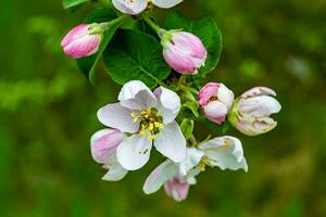 Fotografie auf Thema schön Obst Ast Apfel Baum mit natürlich Blätter unter sauber Himmel foto