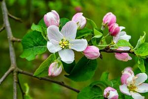 Fotografie auf Thema schön Obst Ast Apfel Baum mit natürlich Blätter unter sauber Himmel foto