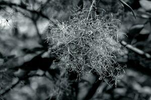 Cotinus Coggygria, rhus Cotinus, Rauchbaum, Rauch Baum, Rauch Busch, oder Färber sumach ist ein Spezies von blühen Pflanze. natürlich Grün und Rosa Blume Hintergrund foto