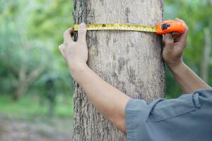 schließen oben Hände halt Messung Band zu messen Kofferraum von Baum zu Analyse und Forschung Über Wachstum von Baum. Konzept, Wald Bewertung. Erhaltung von Umfeld. foto