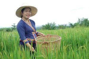 schön asiatisch Frau Farmer ist beim Paddy Feld, hält Korb, Besuch und nehmen Pflege Reis Pflanzen nach wachsend und warten zu Ernte. Konzept, landwirtschaftlich Lebensstil. organisch Landwirtschaft. thailändisch Bauer. foto