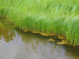 Gras an einem Teich foto