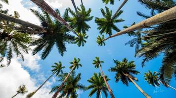 königliche palmblätter mit einem wunderschönen blauen himmel in rio de janeiro, brasilien.