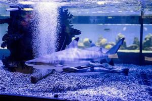 Unterwasserbild von kleinen Haien, die im Aquarium im Ozeanarium schwimmen
