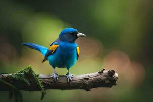 ein Blau Vogel mit Gelb und Orange Gefieder. KI-generiert foto